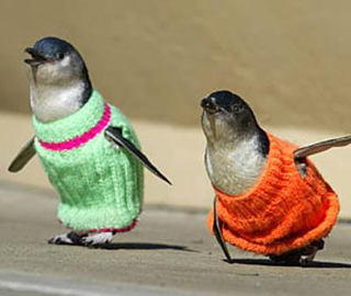 Illustration for article titled The Worldwide Campaign To Knit Sweaters For Penguins